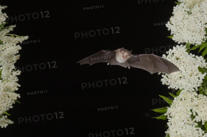 Greater horseshoe bat (Rhinolophus ferrumequinum) in flight on flowering elderberry, near Lovech, Bulgaria, Europe