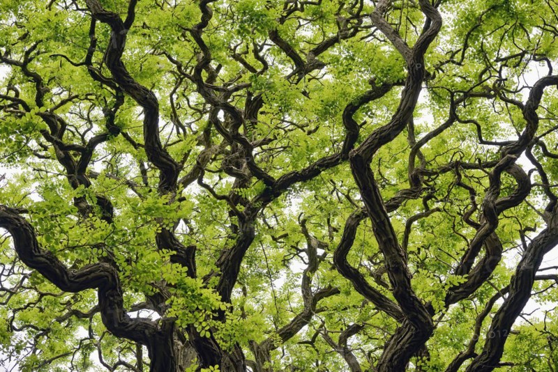 Deciduous tree, gnarled locusts (Robinia), tree crown with freshly emerging leaves, North Rhine-Westphalia, Germany, Europe