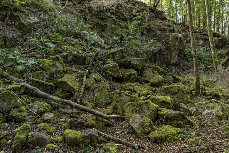 Mossy basalt rocks, block pile and former quarry for basalt in the beech forest, Raumertswald, volcano, Vogelsberg Volcano Region nature park Park, rest area, Nidda, Wetterau, Hesse, Germany, Europe