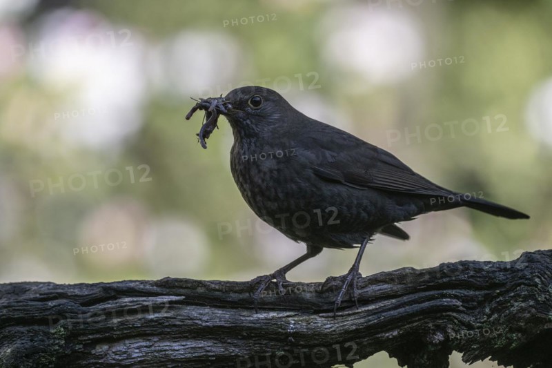 Blackbird (Turdus merula) with earthworms in its beak, Emsland, Lower Saxony, Germany, Europe