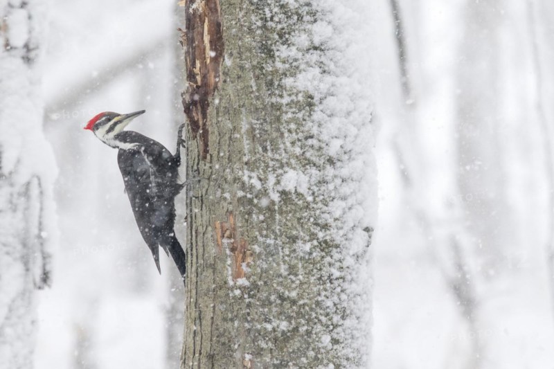 Pileated woodpecker (Dryocopus pileatus), male perched on a tree during a snow storm, forest of Yamachiche, province of Quebec, Canada, North America