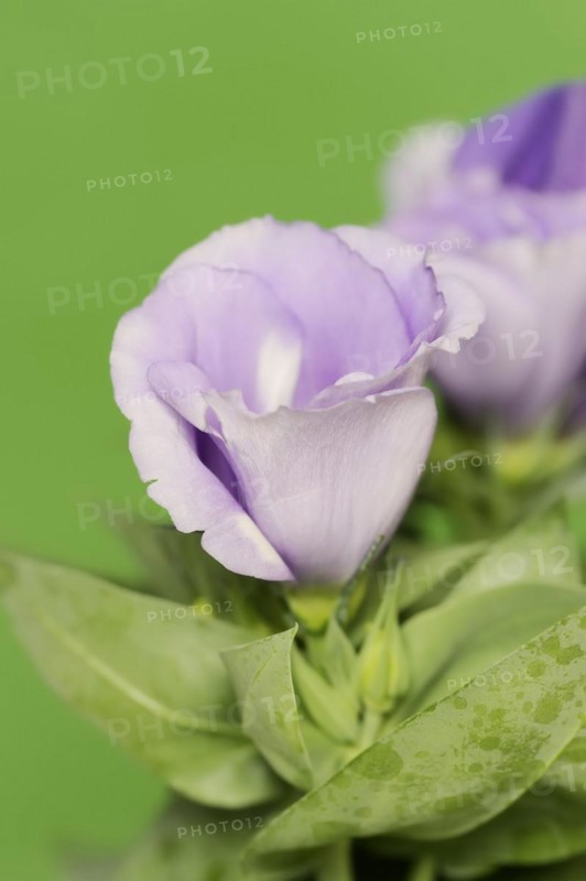 Prairie gentian or Japanese rose (Eustoma grandiflorum), flower, houseplant