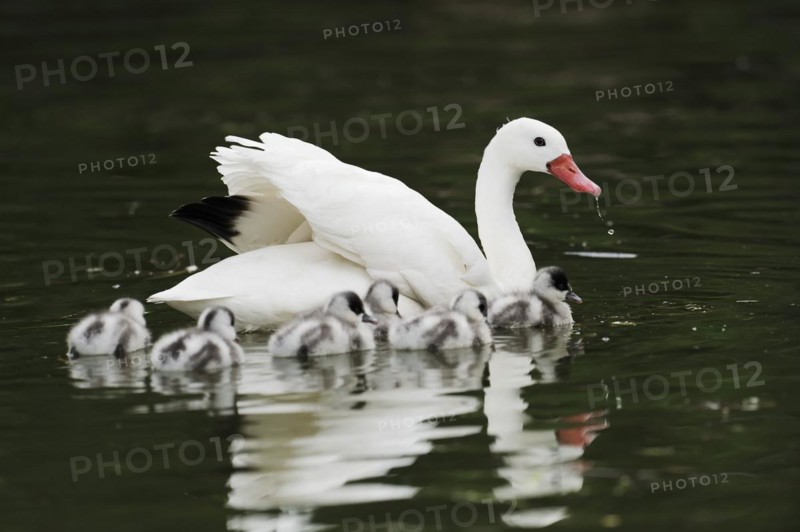 Coscoroba swan (Coscoroba coscoroba) with chicks, captive, occurring in South America