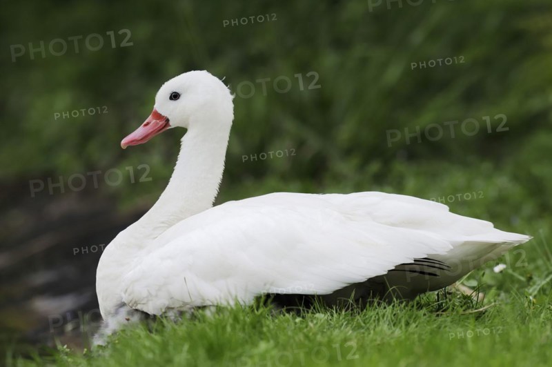 Coscoroba swan (Coscoroba coscoroba), captive, occurring in South America