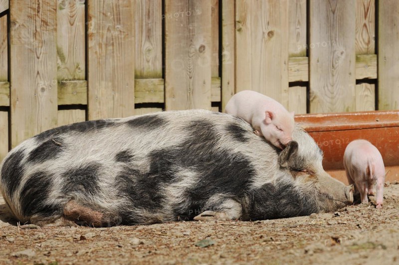 Goettingen minipig (Sus scrofa f. domestica), sow and piglet, North Rhine-Westphalia, Germany, Europe