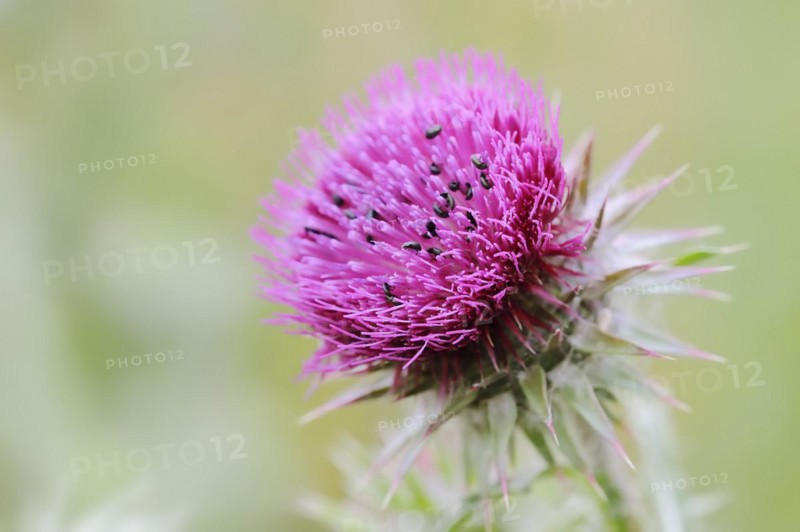 Musk thistle (Carduus nutans), flower, North Rhine-Westphalia, Germany, Europe