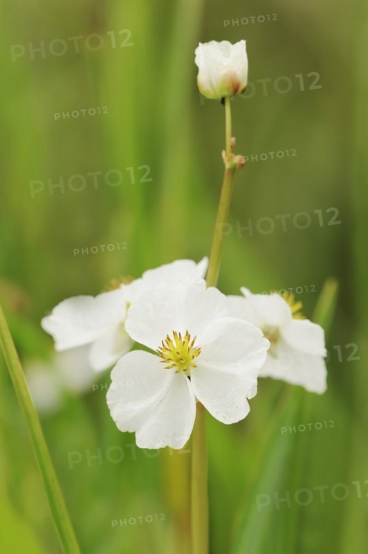 Water archer (Sagittaria sagittifolia), flower, North Rhine-Westphalia, Germany, Europe