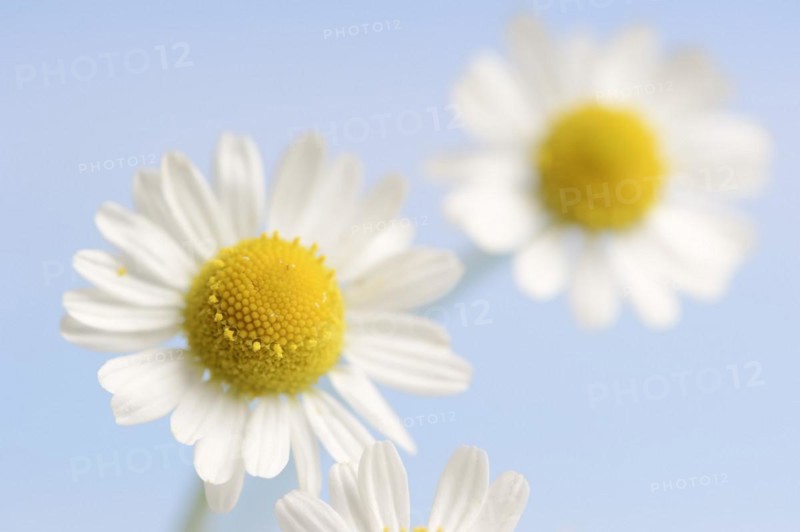 Chamomile (Matricaria recutita, Matricaria chamomilla), flowers, medicinal plant, North Rhine-Westphalia, Germany, Europe