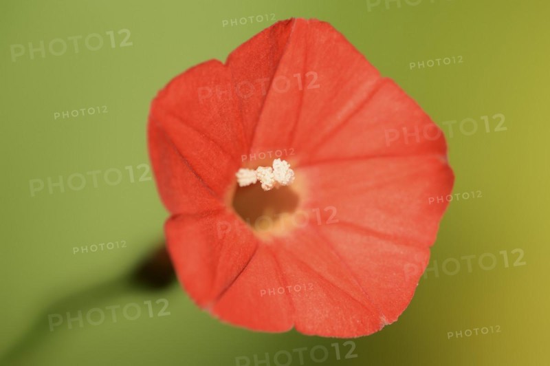 Scarlet bindweed or red star bindweed (Ipomoea coccinea, Convolvulus coccineus), flower, native to Mexico, ornamental plant, North Rhine-Westphalia, Germany, Europe