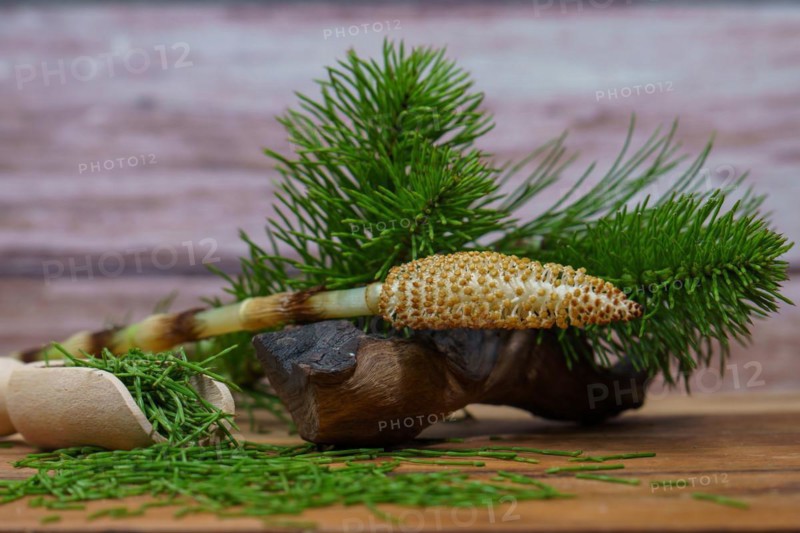 Fresh branches of the medicinal plant horsetail, Equisetum arvense, used for health care, freshly harvested from the forest in various stages of growth on a wooden table and copy space