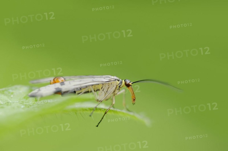 Common scorpionfly (Panorpa communis), male, North Rhine-Westphalia, Germany, Europe