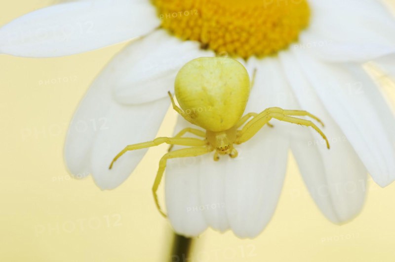 Goldenrod crab spider (Misumena vatia), female on the flower of a daisy (Leucanthemum vulgare, Chrysanthemum leucanthemum), North Rhine-Westphalia, Germany, Europe