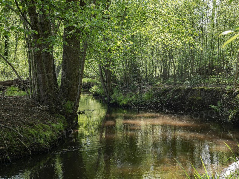 Stream and floodplain of the Dalke with alder forest in spring, Guetersloh, North Rhine-Westphalia, Germany, Europe