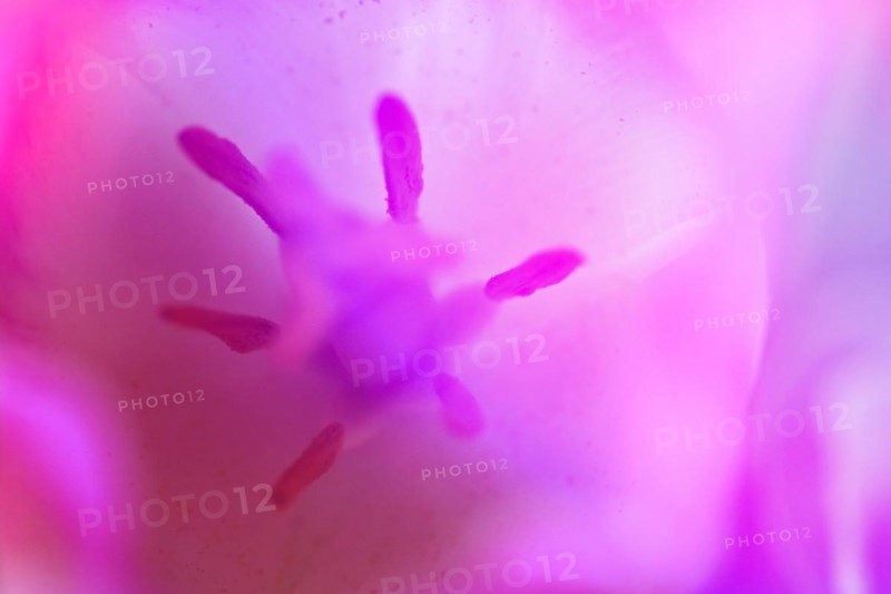 Pistil and stamens in a tulip calyx, pink tulip (Tulipa), Stuttgart, Baden-Wuerttemberg, Germany, Europe