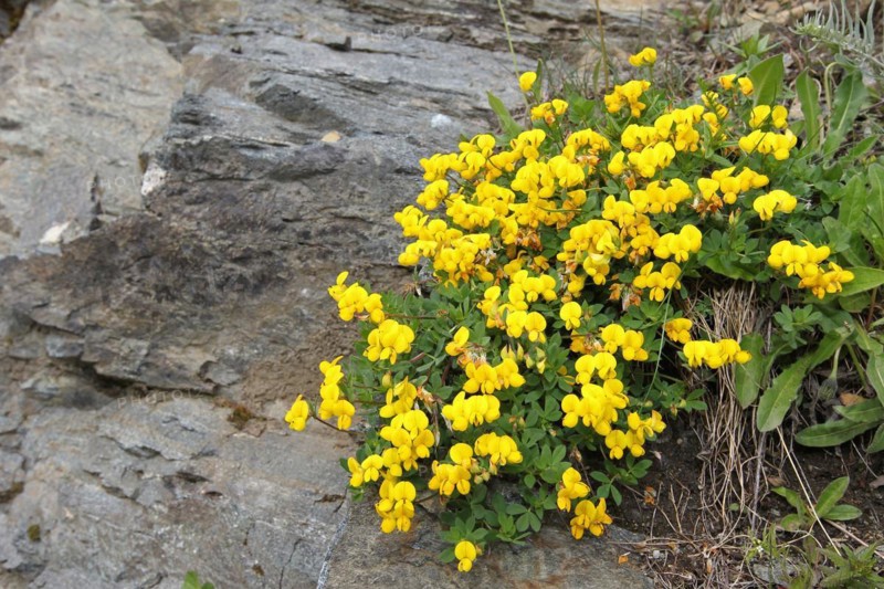 Bird's-foot trefoil (Lotus corniculatus) on the Silvretta High Alpine Road, Vorarlberg, Austria, Europe