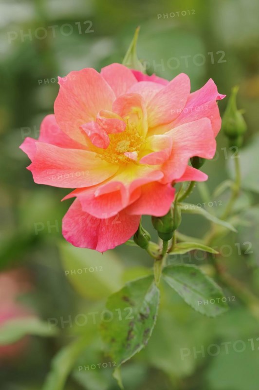 Garden rose or rose 'Rosenstadt Zweibruecken' (Rosa hybrida), flower, ornamental plant, North Rhine-Westphalia, Germany, Europe