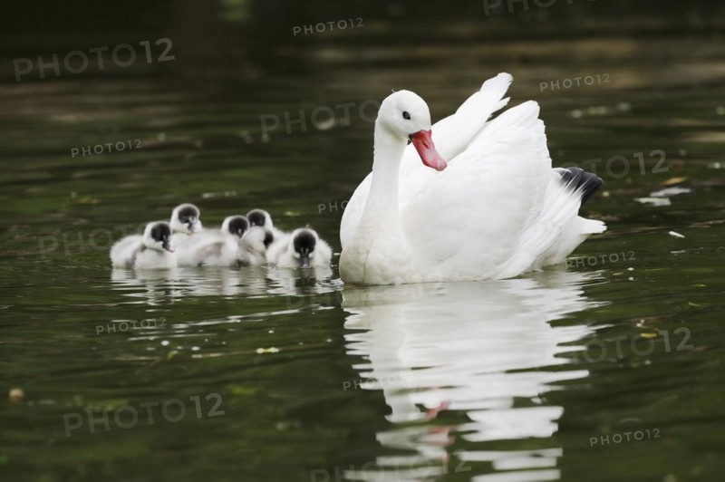Coscoroba swan (Coscoroba coscoroba) with chicks, captive, occurring in South America
