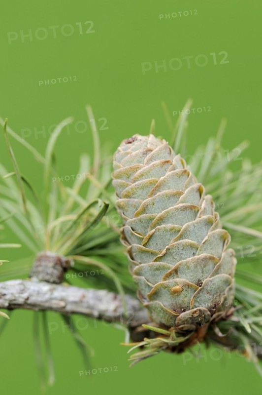 European larch (Larix decidua), cones, North Rhine-Westphalia, Germany, Europe