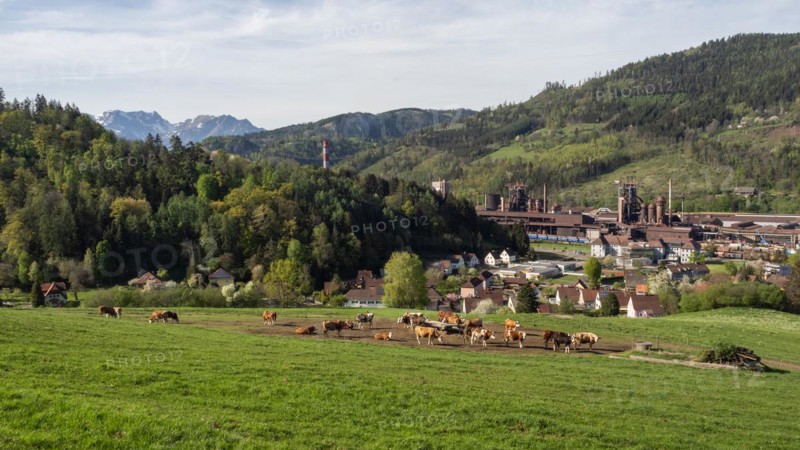 Cows grazing in front of the Donawitz steelworks of voestalpine AG, Donawitz district, Leoben, Styria, Austria, Europe