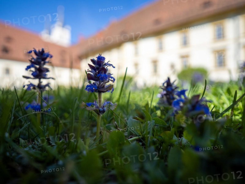 Blue bugle (Ajuga reptans), behind Goess Abbey, Leoben, Styria, Austria, Europe