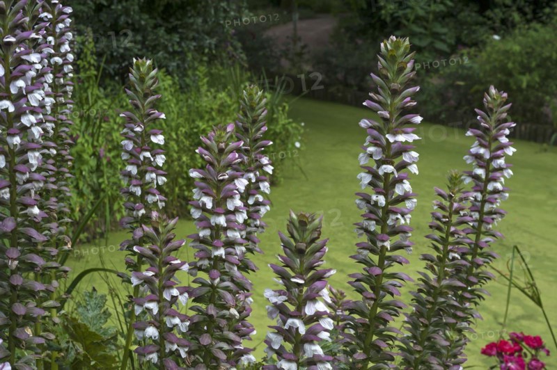 Inflorescence of bear's breeches (Acanthus) in the Parc Floral et Tropical de la Court d'Aron, Saint Cyr en Talmondais, Vandee, France, Europe