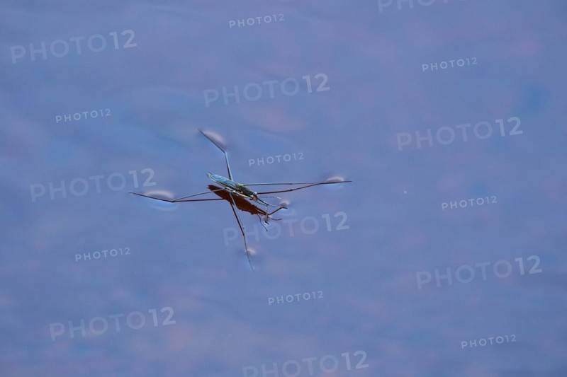 Common pond skater (Gerris lacustris), near Hartola, Finland, Europe