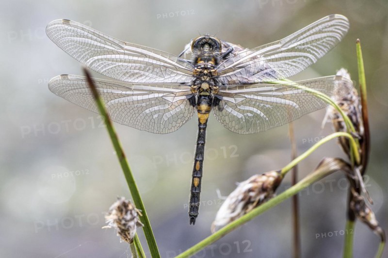 Ruby whiteface (Leucorrhinia rubicunda) on common cottongrass (Eriophorum angustifolium), Emsland, Lower Saxony, Germany, Europe
