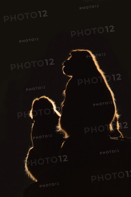 Djelada or gelada baboon (Theropithecus gelada), female in backlight, captive, occurrence in Ethiopia