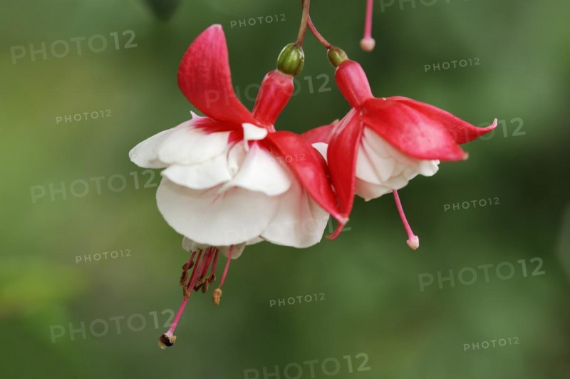 Fuchsia 'Tausendschoen' (Fuchsia hybride), flowers, ornamental plant, North Rhine-Westphalia, Germany, Europe