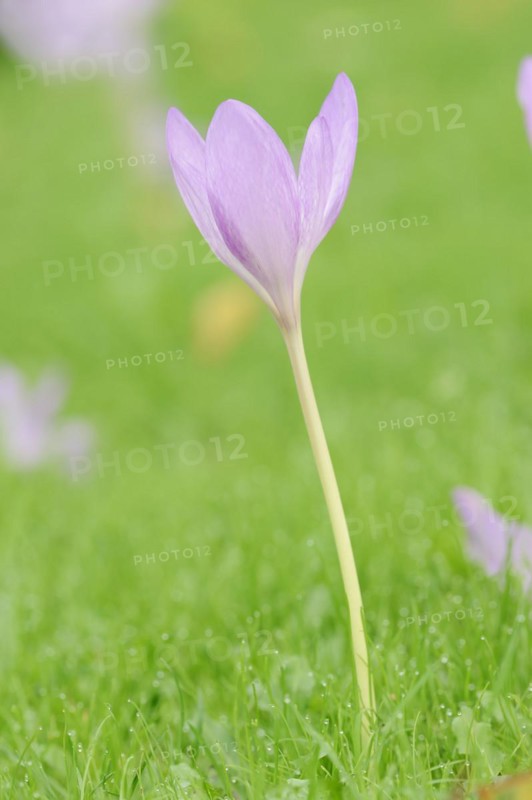 Autumn crocus or meadow saffron (Colchicum autumnale), North Rhine-Westphalia, Germany, Europe