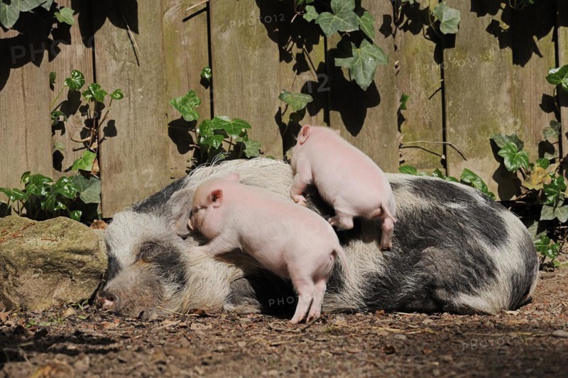 Goettingen minipig (Sus scrofa f. domestica), sow and piglet, North Rhine-Westphalia, Germany, Europe