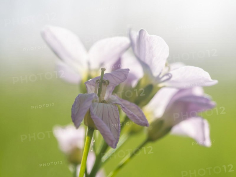 Cuckoo flower (Cardamine pratensis), Leoben, Styria, Austria, Europe