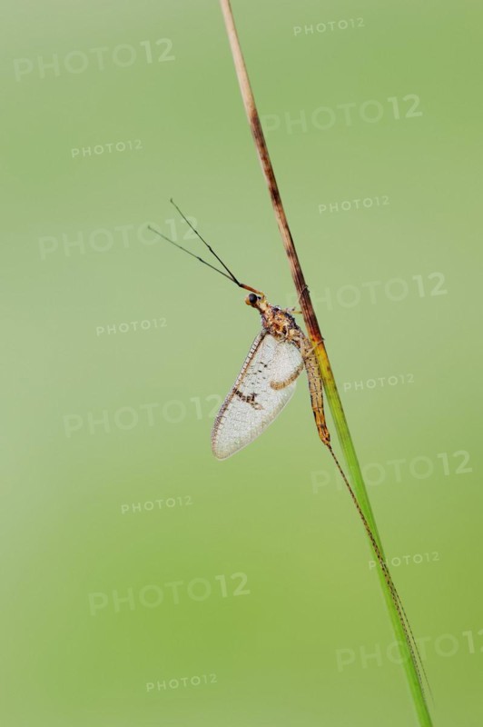 Mayfly (Ephemera glaucops), male, North Rhine-Westphalia, Germany, Europe