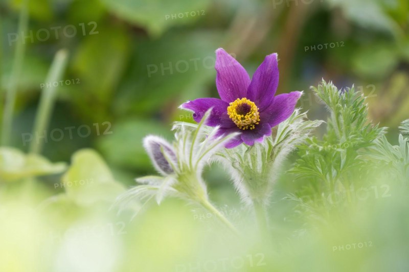 Common pasque flower (Pulsatilla vulgaris), Hesse, Germany, Europe