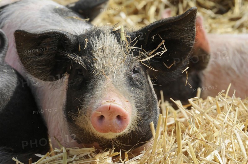 Hallisches Schwein, Schwaebisch-Haellisches Landschwein (Sus scrofa domestica), young animal, Tierpark, Baden-Wuerttemberg, Germany, Europe, A piglet covered with straw looks directly into the camera, Europe