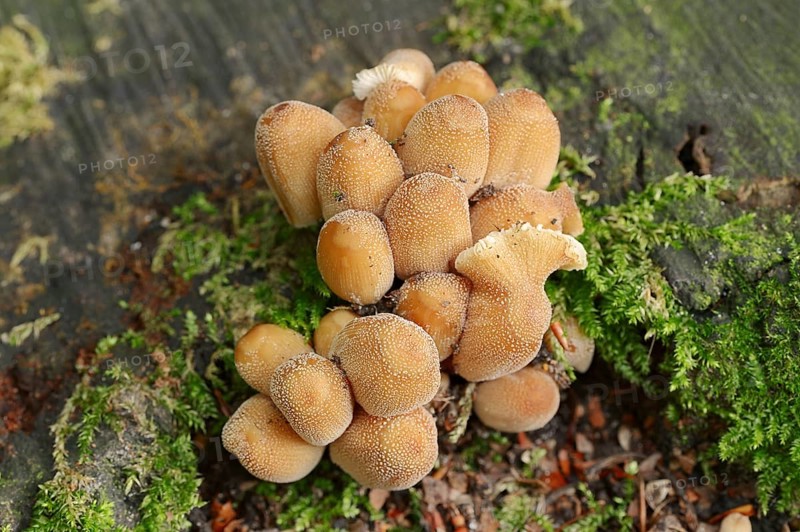 Mica tintling (Coprinellus micaceus, Coprinus micaceus), North Rhine-Westphalia, Germany, Europe