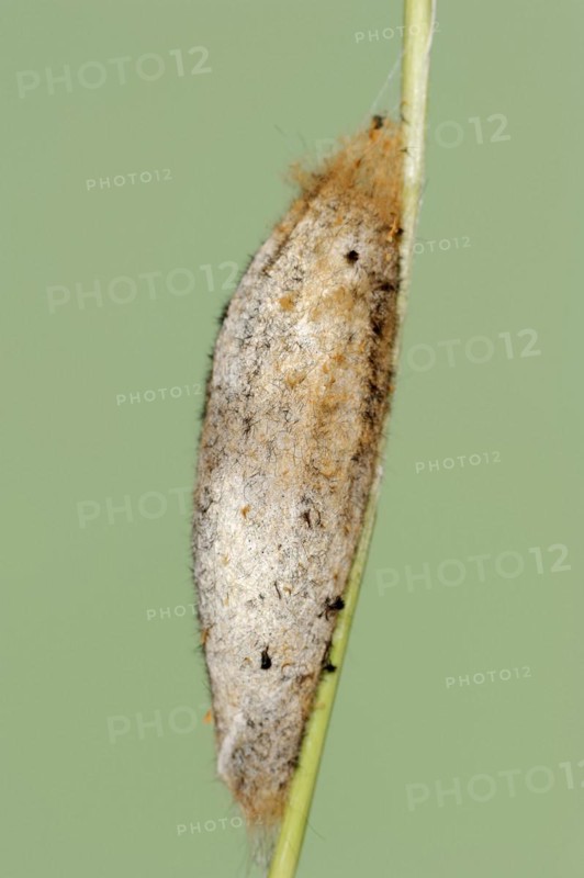 Drinker moth (Euthrix potatoria), cocoon, North Rhine-Westphalia, Germany, Europe