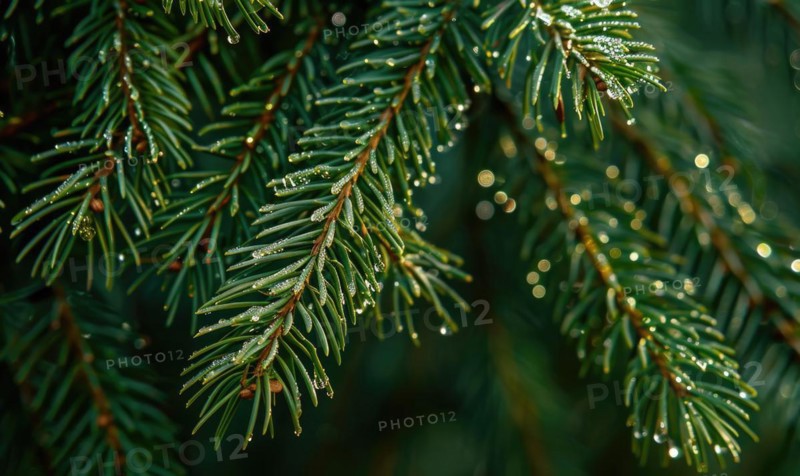 Close-up of pine needles covered in morning dew AI generated