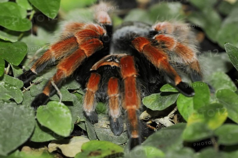 Mexican red-legged tarantula or orange-legged tarantula (Brachypelma boehmei), captive, occurrence in Mexico
