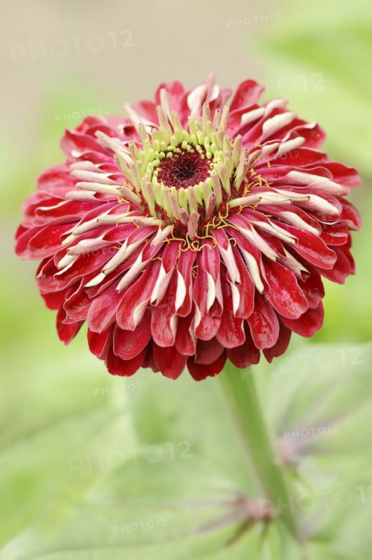 Zinnia (Zinnia elegans, Zinnia violacea), flower, ornamental plant, North Rhine-Westphalia, Germany, Europe