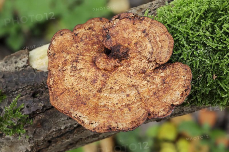Reddening Tramete or Reddening Leaf Whorl (Daedaleopsis confragosa), North Rhine-Westphalia, Germany, Europe