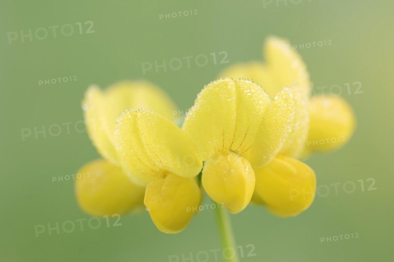 Bird's-foot trefoil (Lotus corniculatus), flowers, North Rhine-Westphalia, Germany, Europe