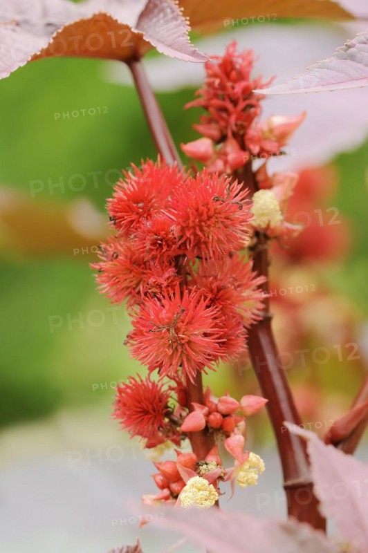 Castor oil plant (Ricinus communis), fruit stand, North Rhine-Westphalia, Germany, Europe