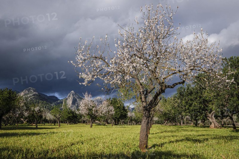 Sa Gubia peak and flowering almond tree, Bunyola, Mallorca, Balearic Islands, Spain, Europe