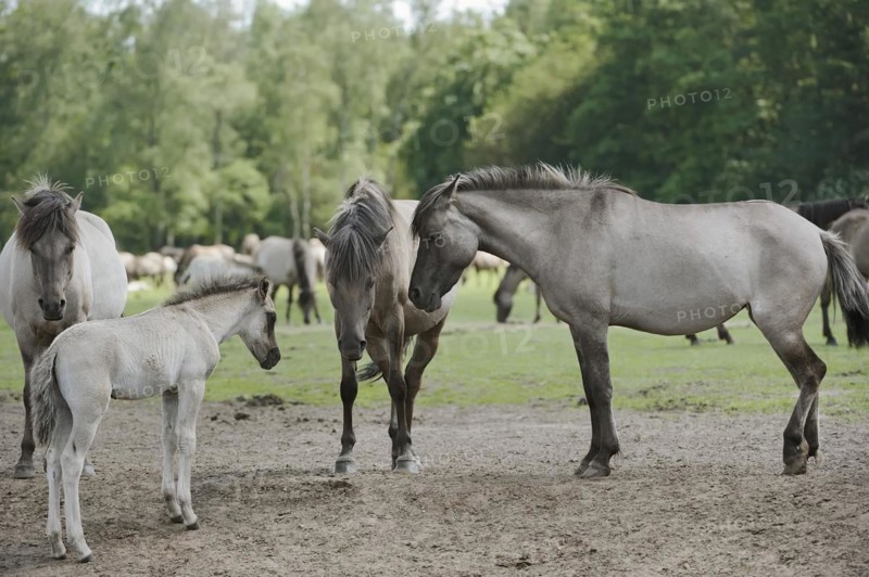 Duelmen wild horses with foals, Merfelder Bruch, Duelmen, North Rhine-Westphalia, Germany, Europe