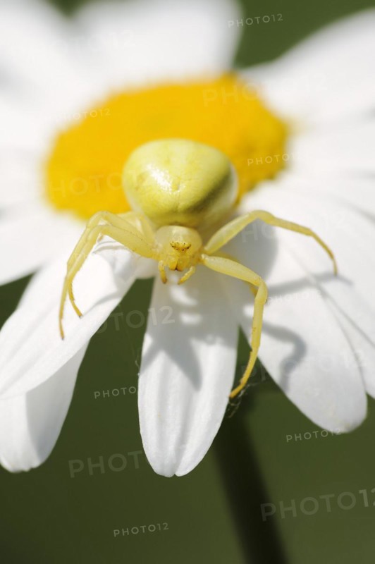 Goldenrod crab spider (Misumena vatia), female on the flower of a daisy (Leucanthemum vulgare, Chrysanthemum leucanthemum), North Rhine-Westphalia, Germany, Europe