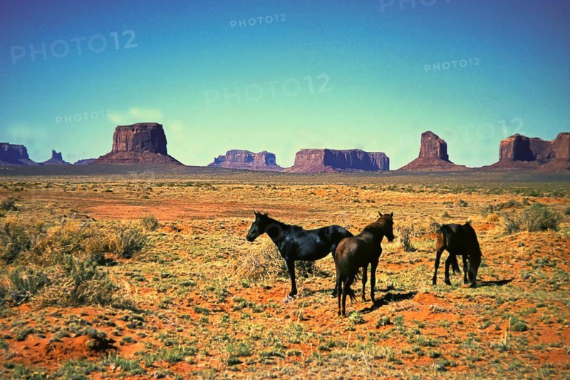 Wild horses in Monument Valley, Navajo Land, Colorado Plateau, under Navajo administration, Utah, USA, North America