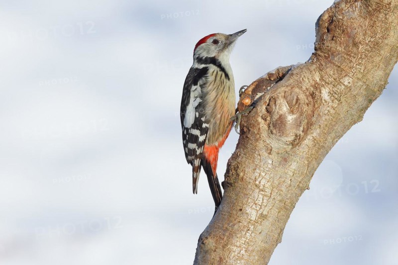 Middle spotted woodpecker (Dendrocopos medius) sitting on a tree trunk in front of a blue sky, Animals, Birds, Woodpeckers, Wilnsdorf, North Rhine-Westphalia, Germany, Europe