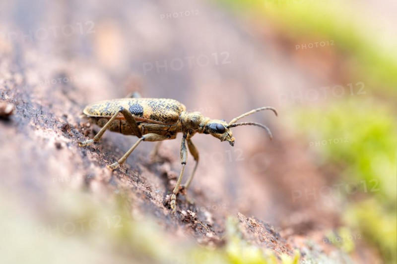 Blackspotted pliers support beetle (Rhagium mordax), crawling on dead wood in Reinhardswald, Sababurg primeval forest nature reserve, Hesse, Germany, Europe