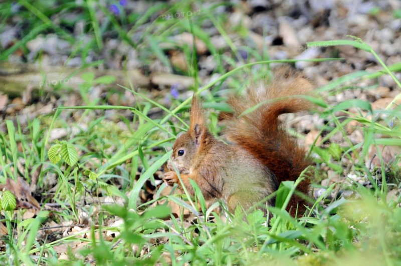 Eurasian red squirrel (Sciurus vulgaris), Captive, EA brown squirrel foraging for food on the forest floor among the grass, zoo, Bavaria, Germany, Europe